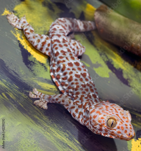 Gecko in artificial environment