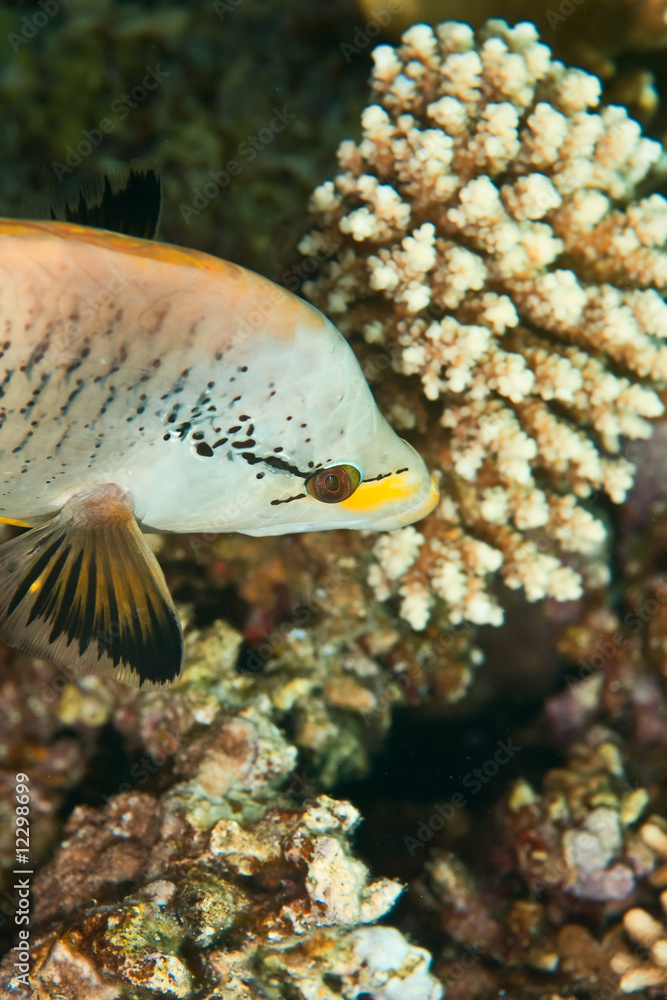 slingjaw wrasse slingjaw wrasse