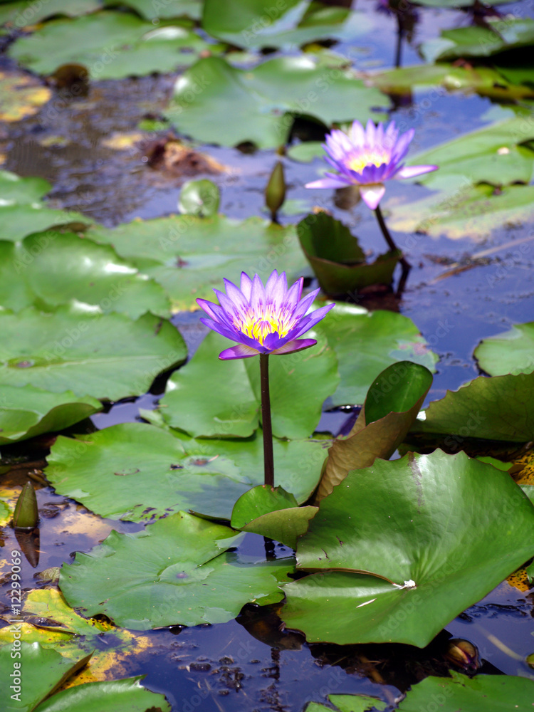 wasserorchidee_338 wasserorchidee_338
