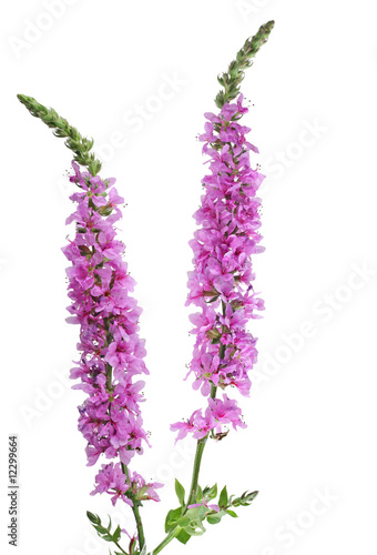 Wild Sage Flowers photo