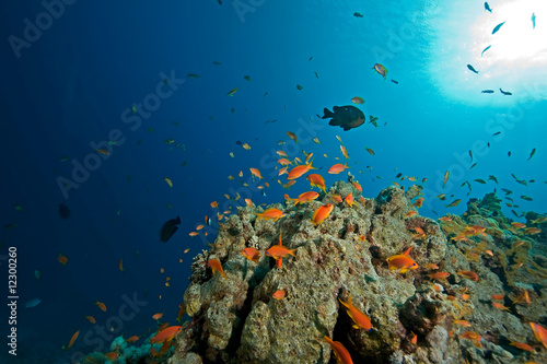 Fototapeta Naklejka Na Ścianę i Meble -  coral and fish