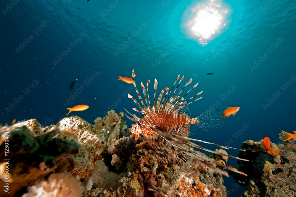 Fototapeta premium coral and fish