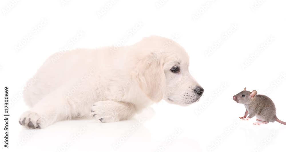 Curious Labrador puppy looking at a mouse Curious Labrador puppy looking at a mouse