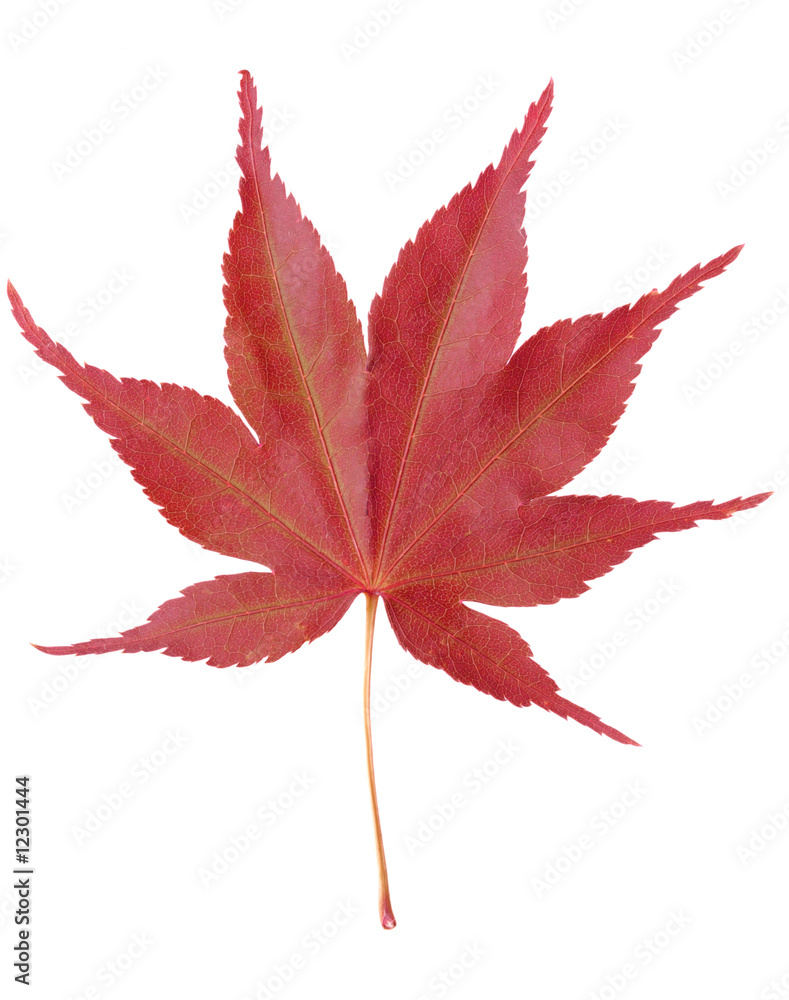 Red Maple Leaf Red Maple Leaf