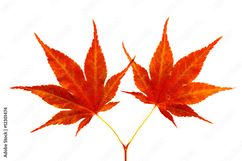 Fototapeta premium Two red maple leaves