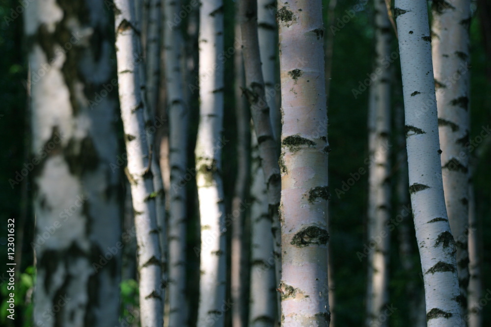 Fototapeta premium Birch wood