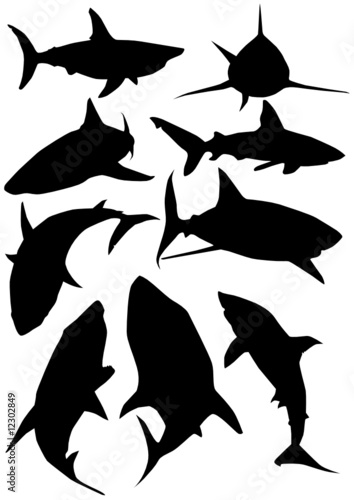 Sharks