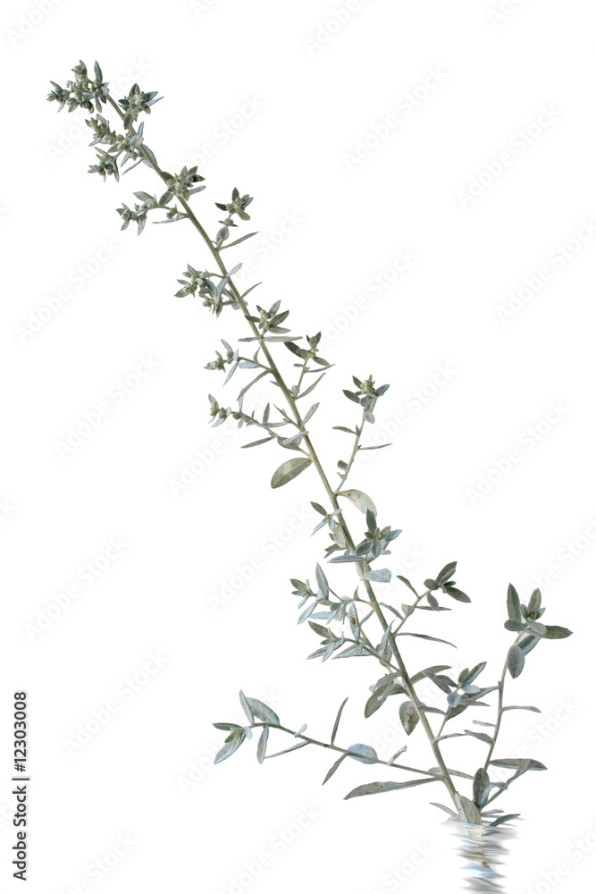 Silver Sage Flower