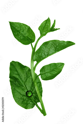 Vietnamese spinach