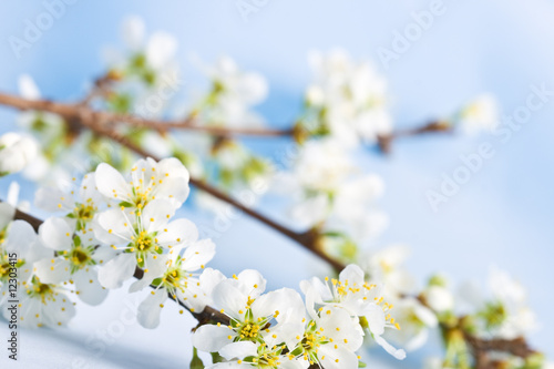 apple tree branch with flowers