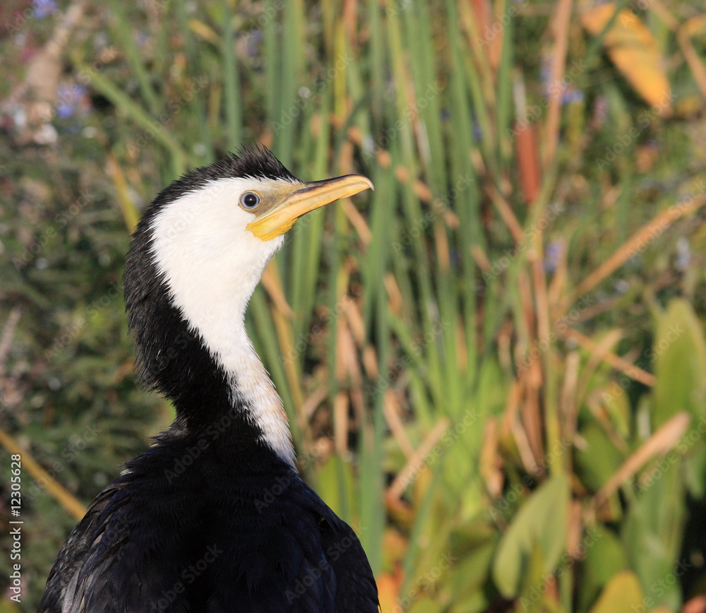 Obraz premium portrait du cormoran