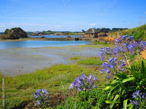 Moulin de Birlot sauvage