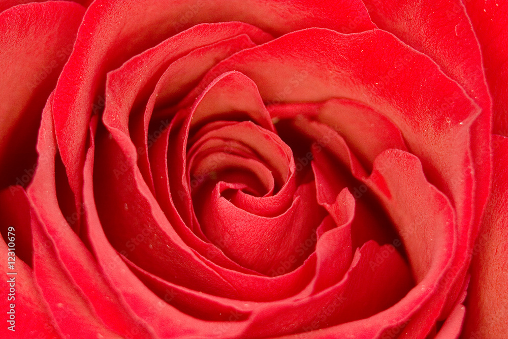 Fototapeta premium Rose