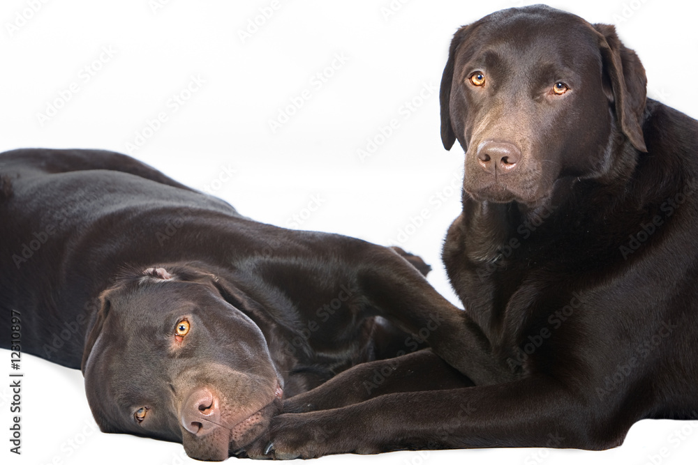 Two Chocolate Labradors Lying Down and Cuddling Together