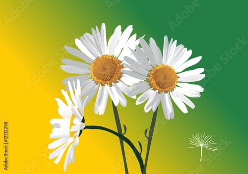 three camomiles flowers