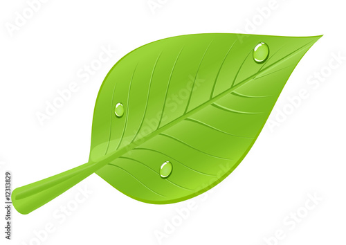 feuille verte