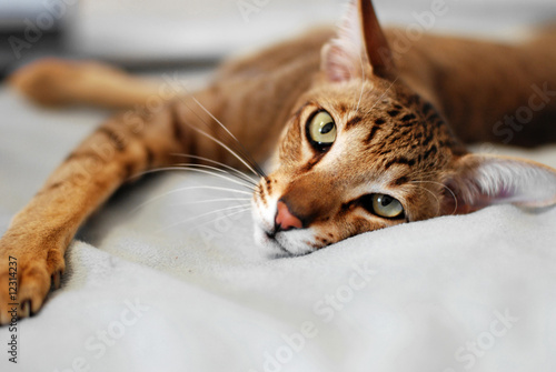 Foto Oriental Shorthair Cat
