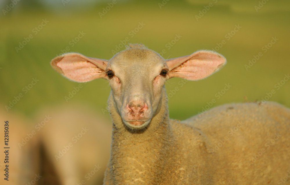 Obraz premium the sheep