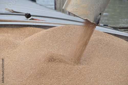 Foto chargement de blé d'une péniche