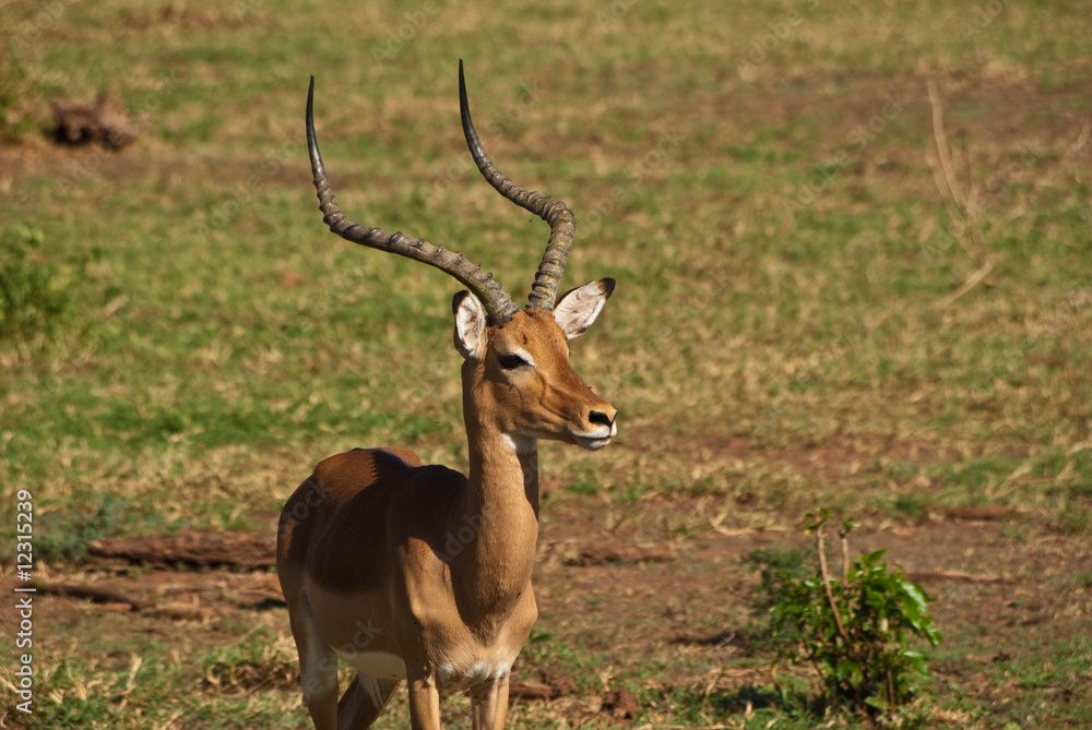 Impala Impala