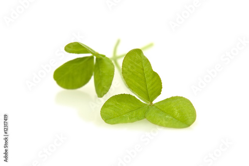 Shamrocks