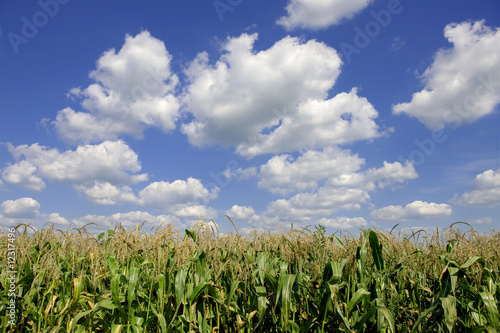 Foto Corn Tasseling In Field