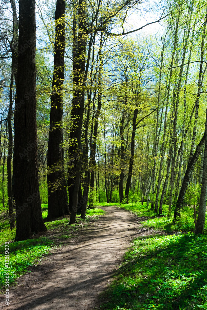 Fototapeta premium Spring park