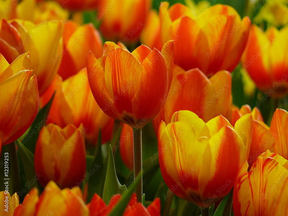 Tulpen