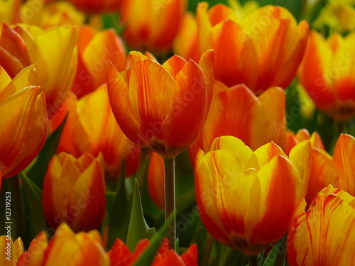 Tulpen © Fotolyse