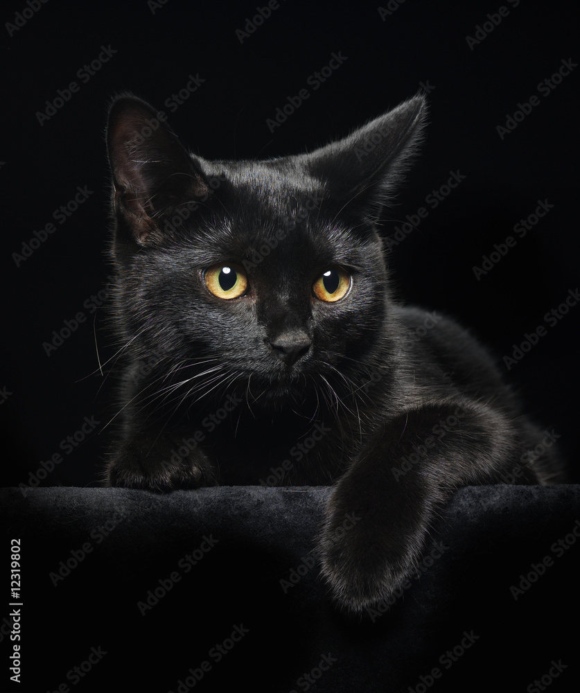 Obraz premium Black cat with yellow eyes