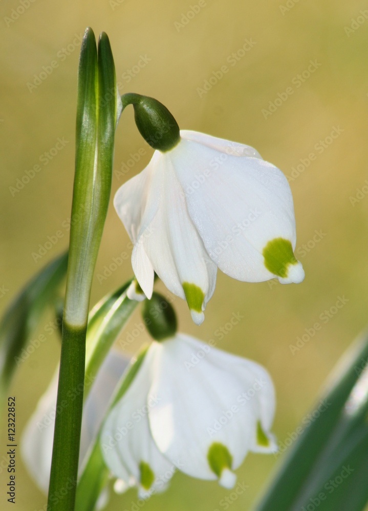 Fototapeta premium Märzenbecher