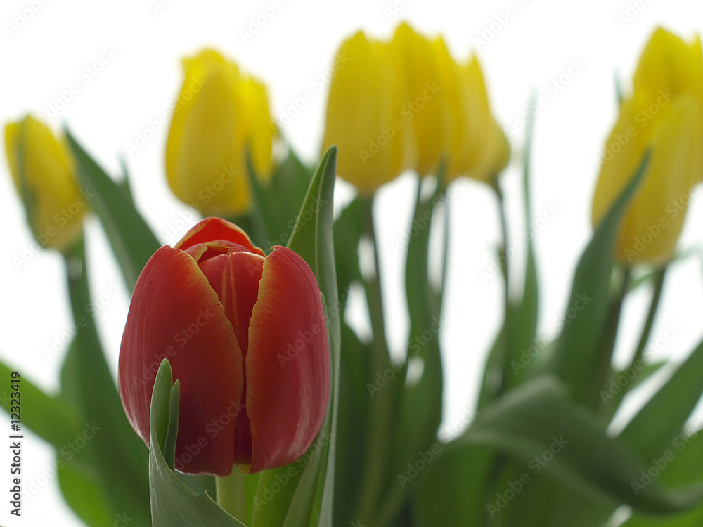 Obraz premium Tulipany