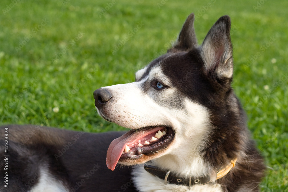 Dog looks at its master Dog looks at its master