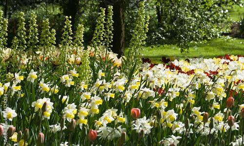 Yellow and white spring