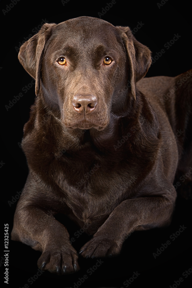 Handsome Chocolate Labrador Lying Down