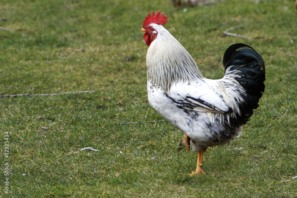 Fototapeta premium Stolzer Hahn