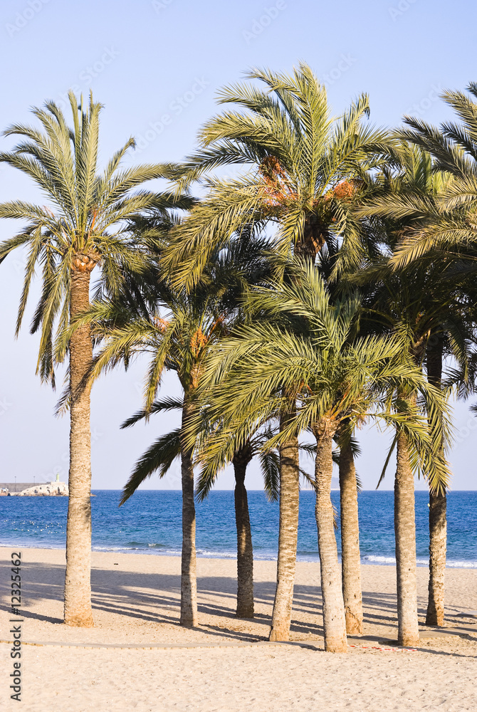 Fototapeta premium palm trees
