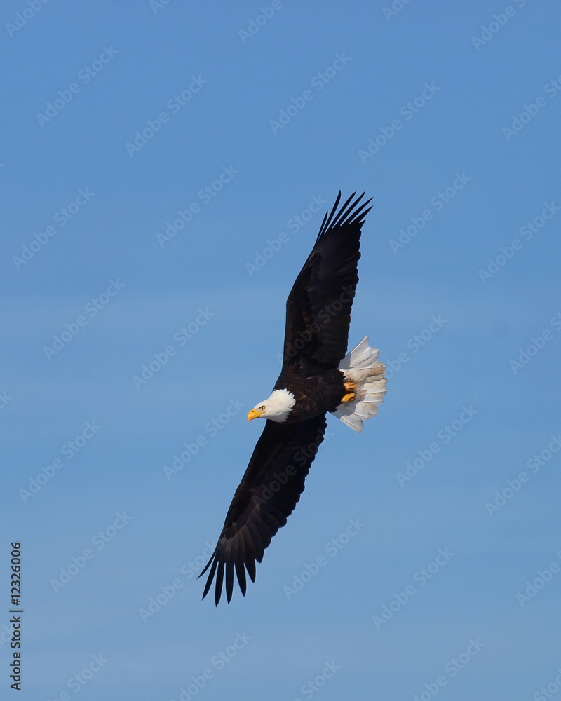 Naklejka premium eagle in flight
