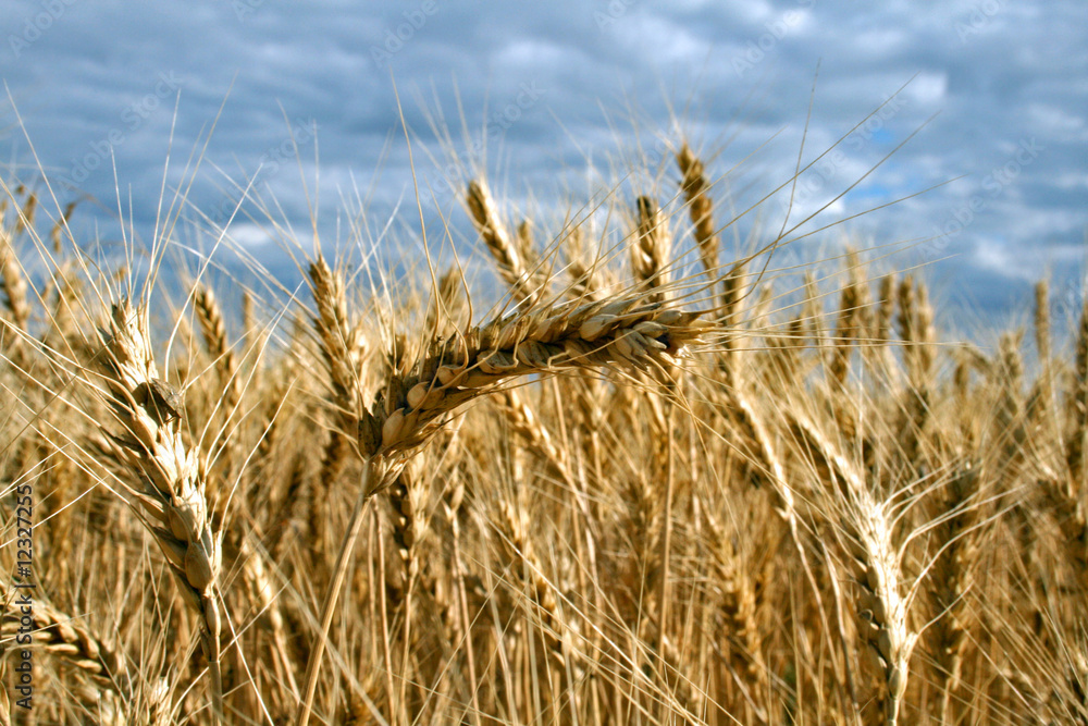 Fototapeta premium Ripe yellow wheat with stalks by grains before harvest under blu