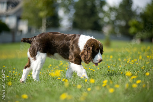 Obraz na płótnie Springer Spaniel walks in the daisies