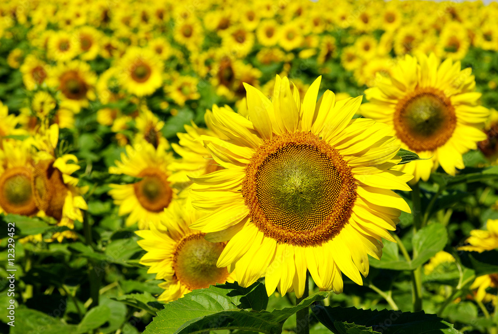 sunflowers sunflowers
