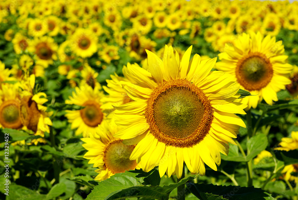 sunflowers