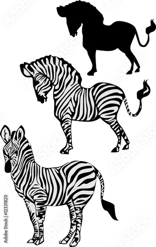 zebra collection