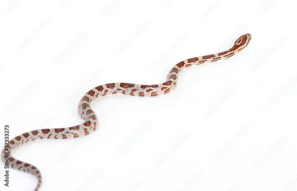 snake snake