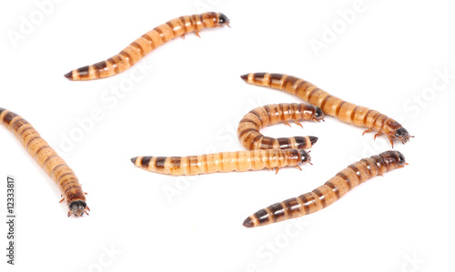 mealworms photo