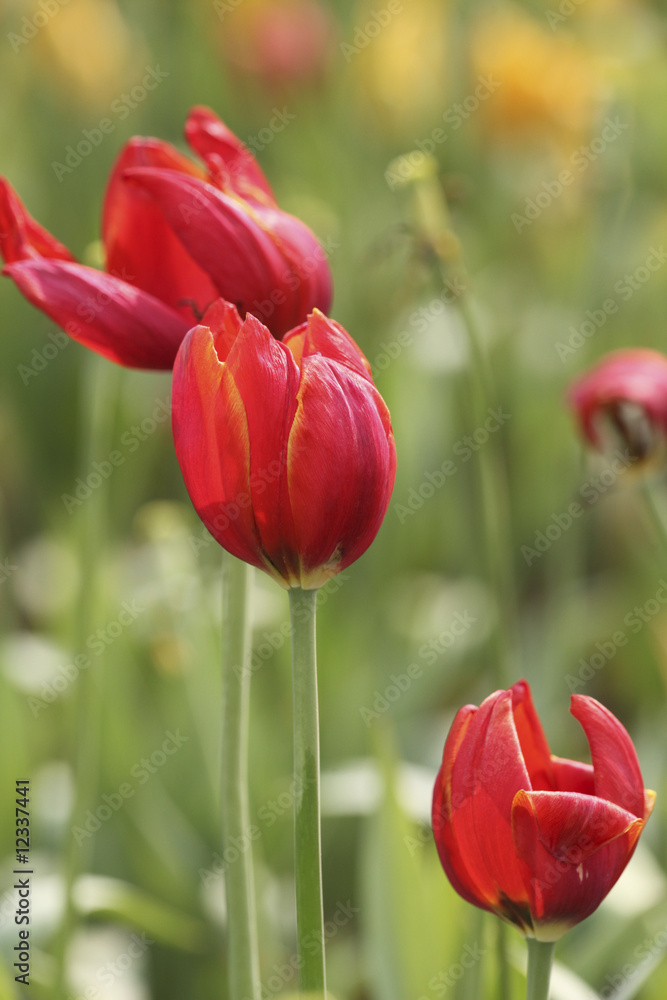 Fototapeta premium tulip