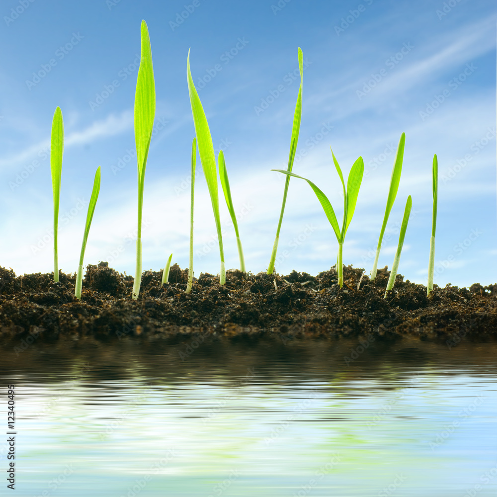 Obraz premium Plants