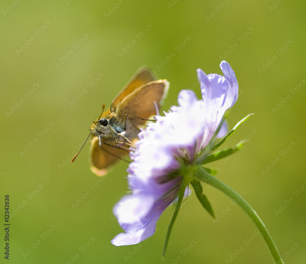 papillon papillon