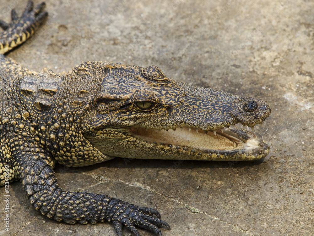 Naklejka premium The crocodile