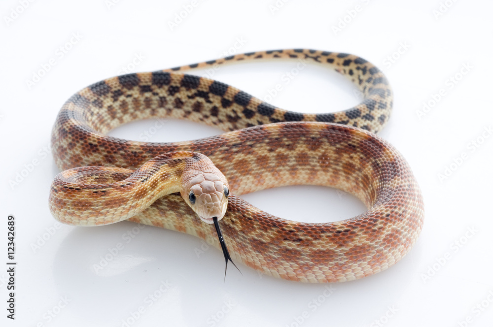 Obraz premium Cape Gopher Snake